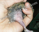 hamster's fur problems